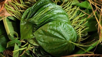 Manfaat Dan Ciri Daun Sirih Yang Wajib Kalian Ketahui