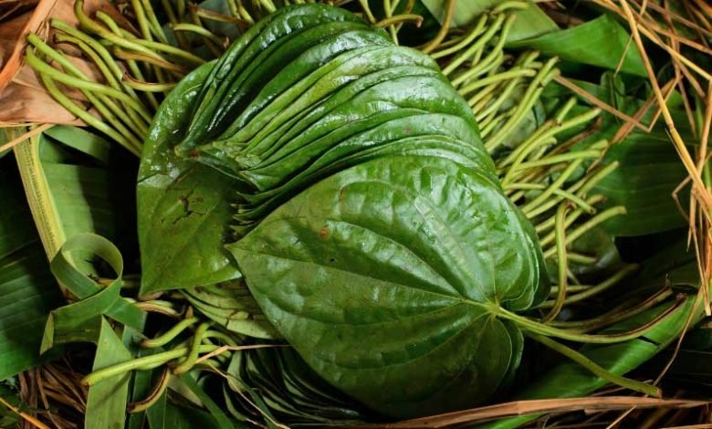 Manfaat Dan Ciri Daun Sirih Yang Wajib Kalian Ketahui