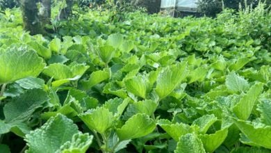 My ASI Boster - Daun Torbangun